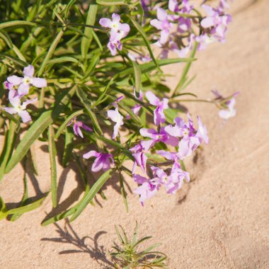 Matthiola bolleana, canarian wallflower