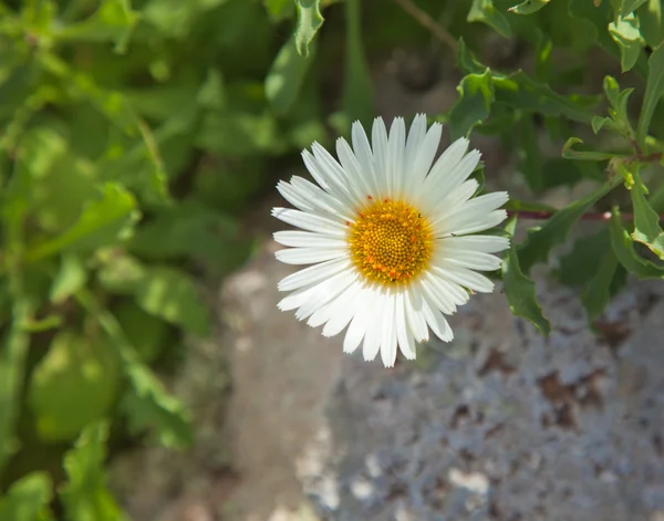 Цвітіння Asteriscus schultzii — стокове фото