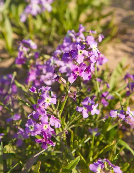 Matthiola bolleana, canarian wallflower — Stock Photo, Image