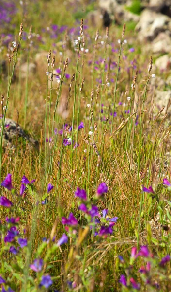 Echium bonnetii and Asphodelus fistulosus — Stock Photo, Image