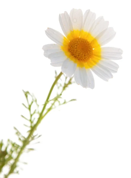 Garland chrysanthemum — Stock Photo, Image