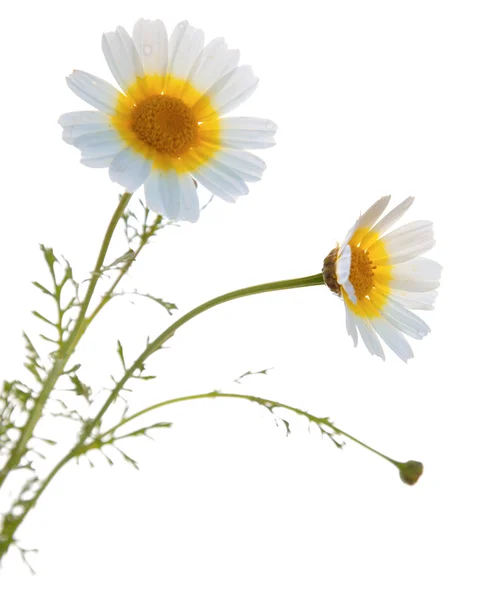 Girlanden-Chrysantheme — Stockfoto