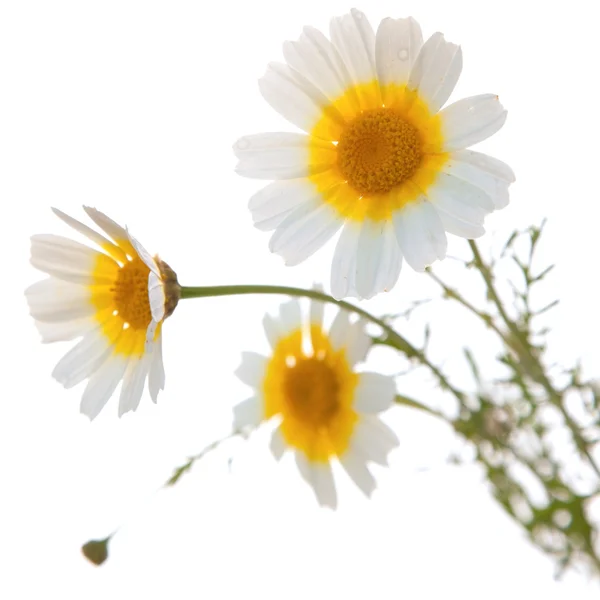 Garland chrysanthemum — Stock Photo, Image