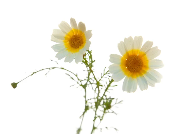 Girlanden-Chrysantheme — Stockfoto