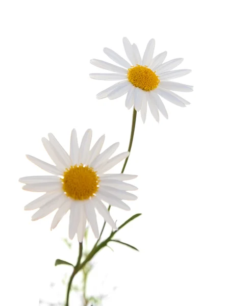 Λευκό argyranthemum — Φωτογραφία Αρχείου