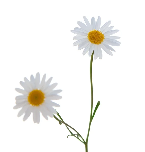 White Argyranthemum — Stock Photo, Image