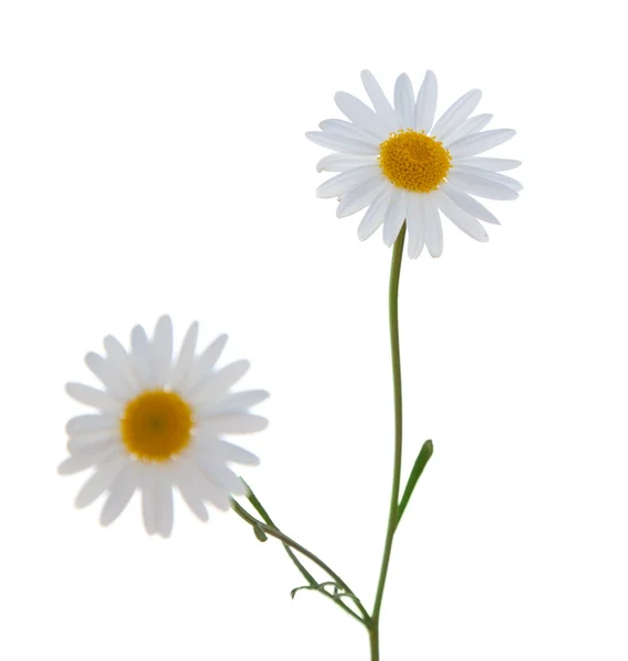 Argyranthemum blanco — Foto de Stock