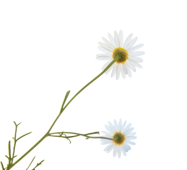 Bílý argyranthemum — Stock fotografie