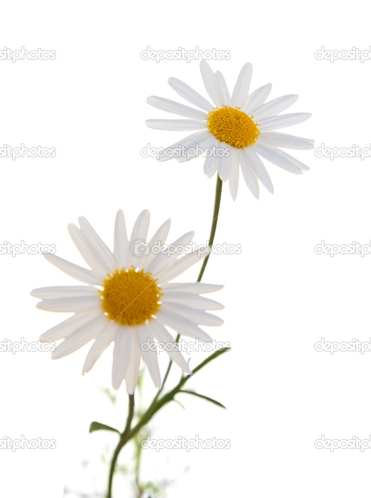 White Argyranthemum