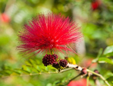 Çiçekli Kırmızı calliandra