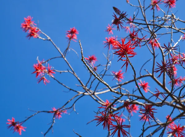 Kvetoucí erythrina, korálový strom nebo plamen strom — Stock fotografie