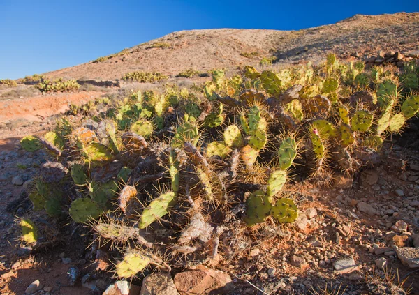 Fuerteventura, Tindaya — Stock Photo, Image