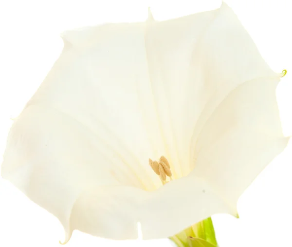 Datura — Foto de Stock