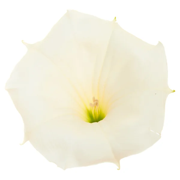 Datura — Fotografia de Stock