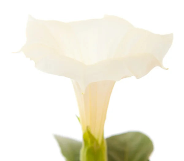 Datura — Foto Stock