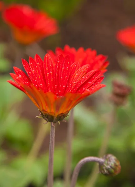 Mokre gazania pomarańczowy — Zdjęcie stockowe