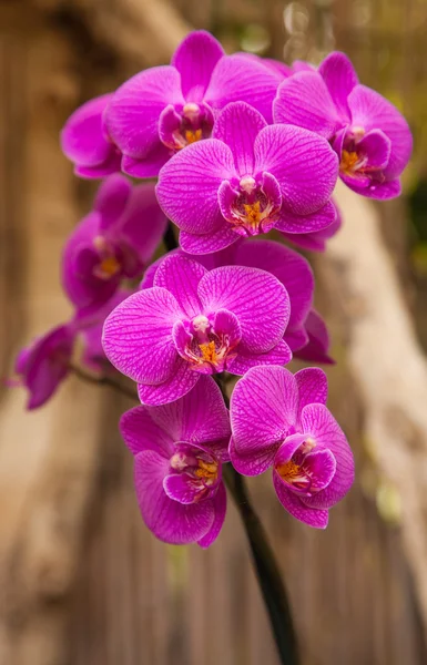 Phalaenopsis, nachtvlinder orchid — Stockfoto