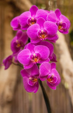 Phalaenopsis, Moth Orchid clipart