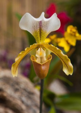 Paphiopedilum orkide