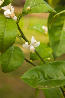 çiçekli narenciye ağacı