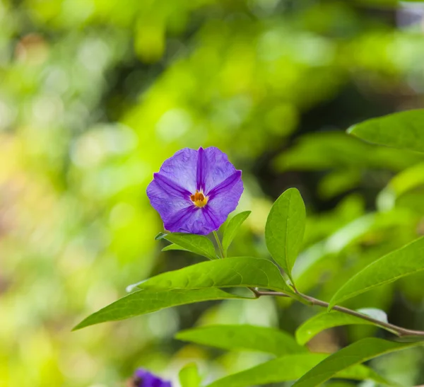 Blue convolvulus — Stock Photo, Image