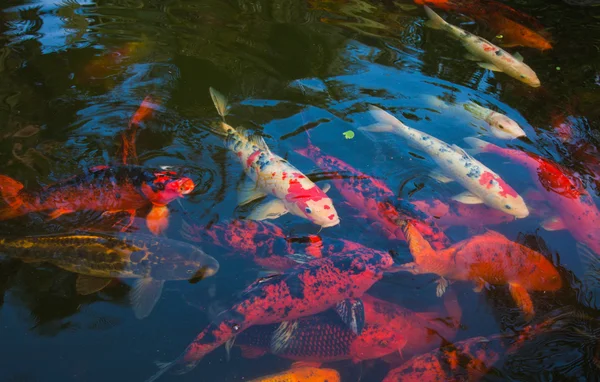 Carpa Koi — Fotografia de Stock