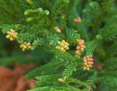 Japon çamı japonica