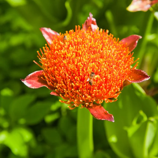 Scadoxus puniceus, ,Paintbrush Lily — Stock Photo, Image