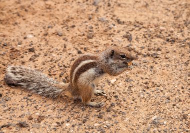 barbar zemin sincabı