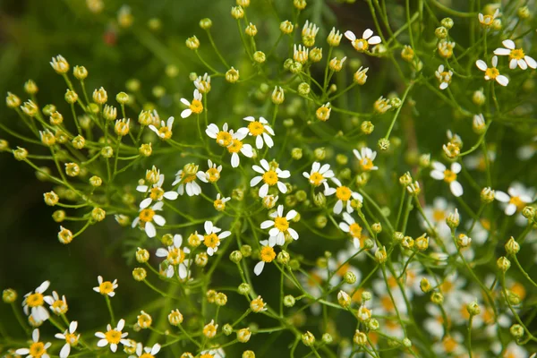 Tanacetum ferulaceum — Stock Fotó