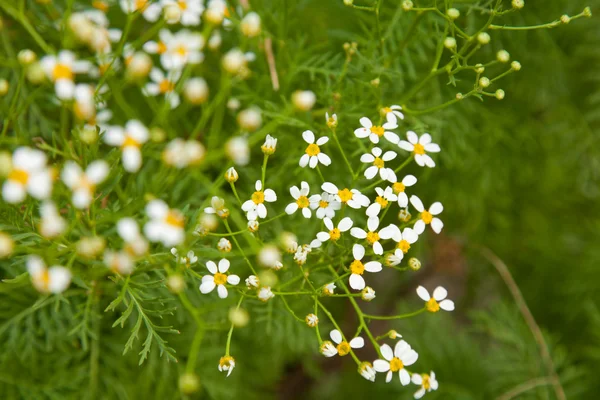 Tanacetum ferulaceum — Fotografia de Stock