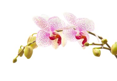 grava grisPhalaenopsis