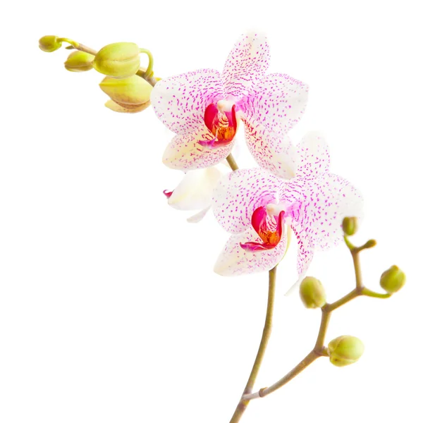 Phalaenopsis — Stock Photo, Image