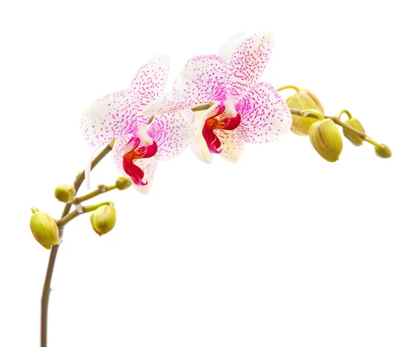 Phalaenopsis — Foto Stock