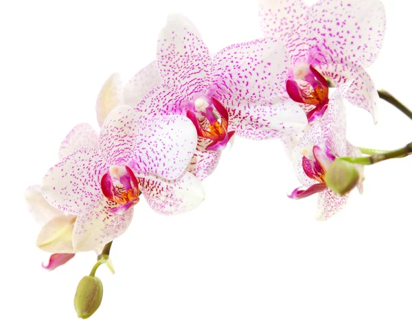 Phalaenopsis — Foto Stock