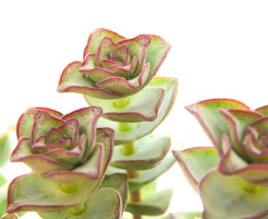 Echeveria