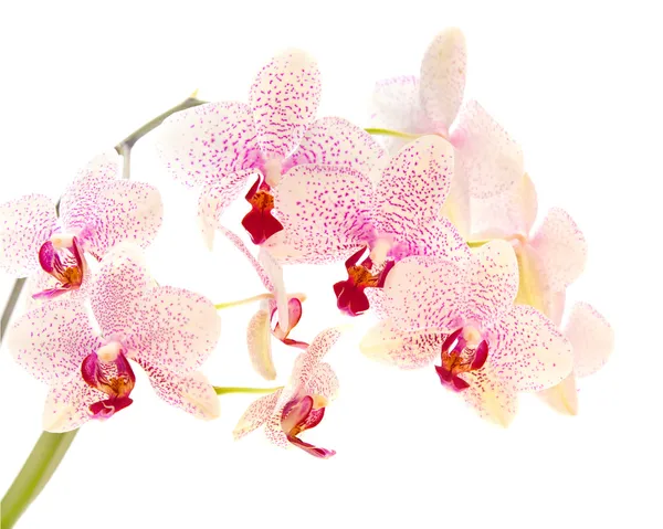 Phalaenopsis — Stock Photo, Image