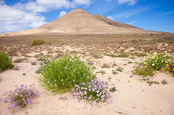 Norte de Fuerteventura — Fotografia de Stock