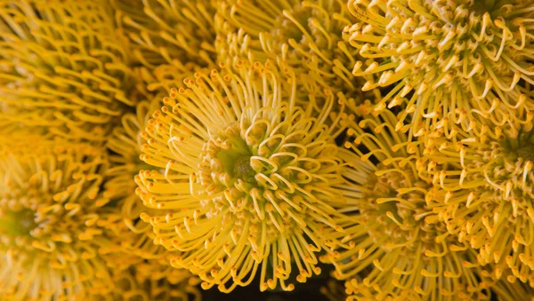 Sfondo protea giallo — Foto Stock