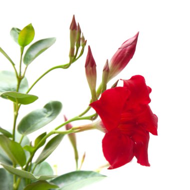 Kırmızı mandevilla