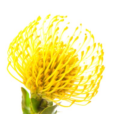 protea sarı