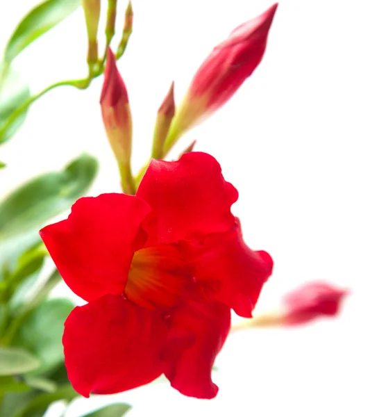 Rote Mandevilla — Stockfoto