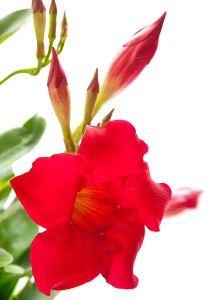 Rote Mandevilla — Stockfoto