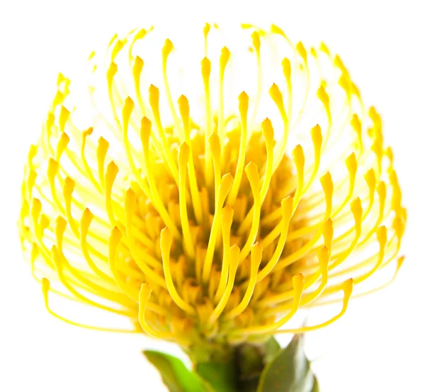 Gelbe Protea — Stockfoto