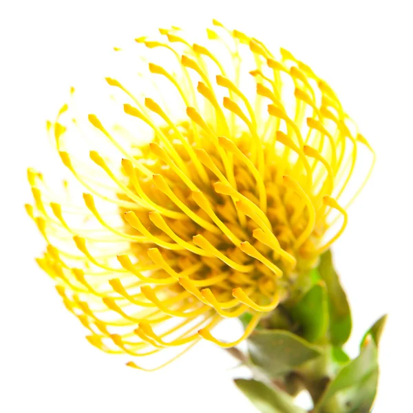 Yellow protea background — Stock Photo, Image