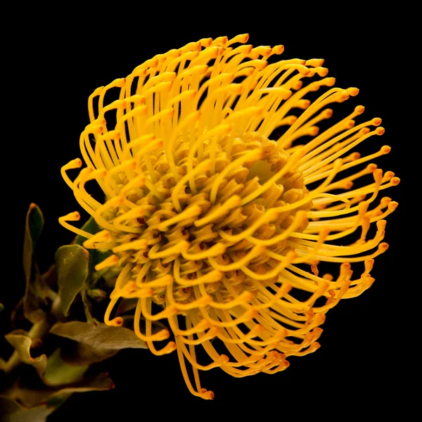 Proteína amarela — Fotografia de Stock
