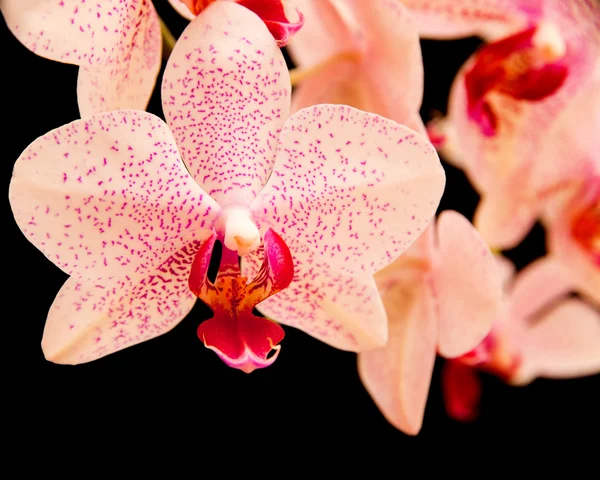 Phalaenopsis — Stock fotografie