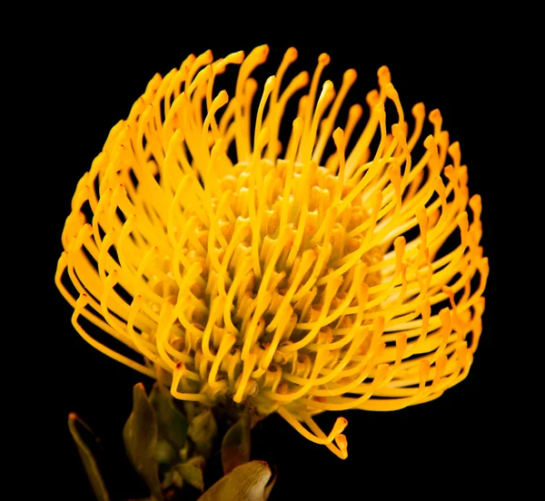 Gelbe Protea — Stockfoto