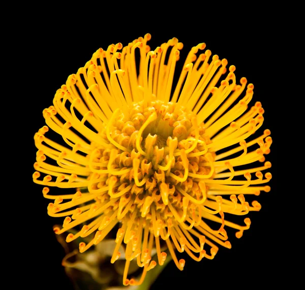 Protea sarı — Stok fotoğraf