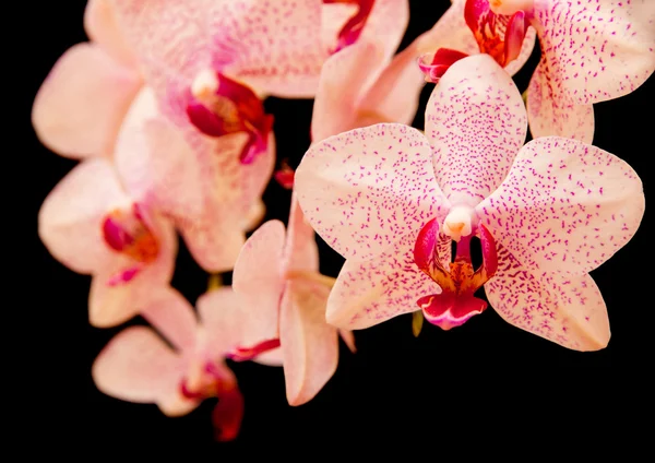 Phalaenopsis — Stock Photo, Image